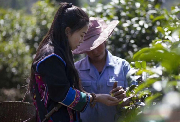 普洱茶泡出来是什么颜色